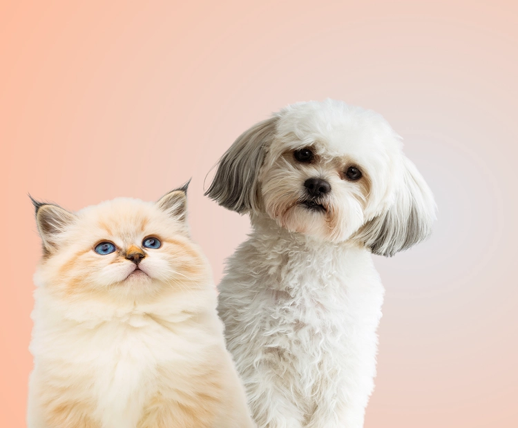 LookLookPet Partner