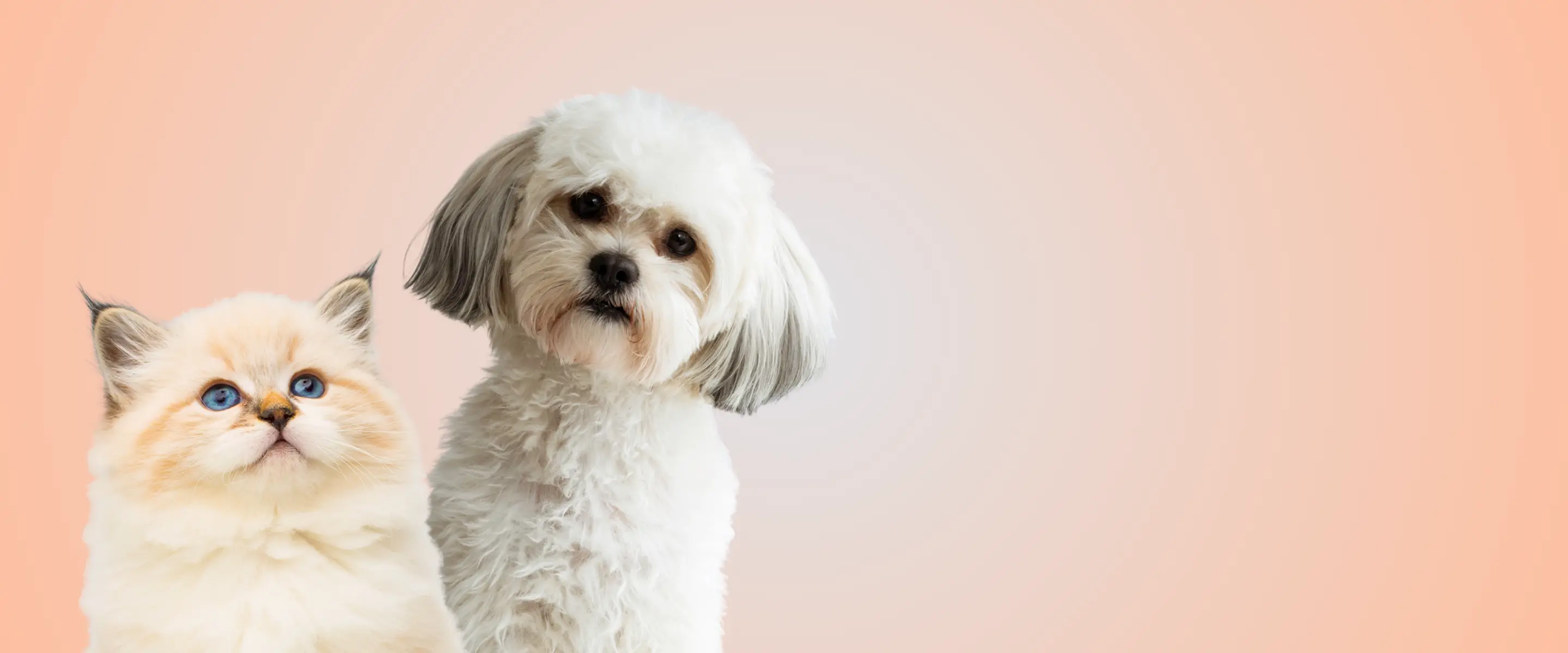 LookLookPet Partner